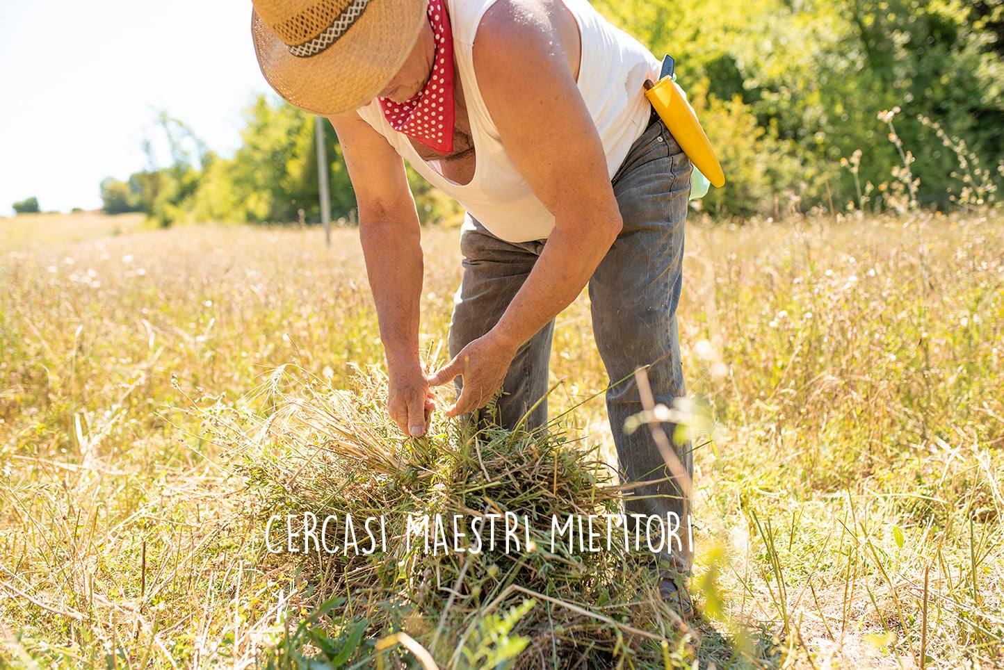 maestri mietitori