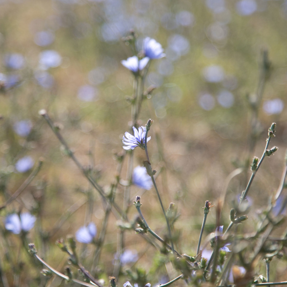 Foto Louise Verdier